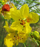 Parkinsonia aculeata | Jerusalem Thorn | Palo Verde  Horse Bean | 10_Seeds