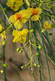 Parkinsonia aculeata | Jerusalem Thorn | Palo Verde  Horse Bean | 10_Seeds