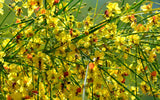 Parkinsonia aculeata | Jerusalem Thorn | Palo Verde  Horse Bean | 10_Seeds