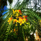 Parkinsonia aculeata | Jerusalem Thorn | Palo Verde  Horse Bean | 10_Seeds