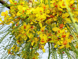 Parkinsonia aculeata | Jerusalem Thorn | Palo Verde  Horse Bean | 10_Seeds