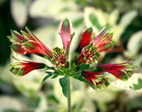 Alstroemeria psittacina | Peruvian lily | Parrot flower | 10_Seeds