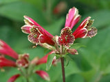 Alstroemeria psittacina | Peruvian lily | Parrot flower | 10_Seeds