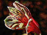 Alstroemeria psittacina | Peruvian lily | Parrot flower | 10_Seeds