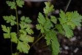 Petroselinum crispum var. neapolitanum | Flat Leaf Italian Parsley | 100_Seeds