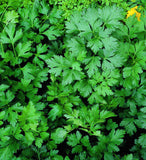 Petroselinum crispum var. neapolitanum | Flat Leaf Italian Parsley | 100_Seeds