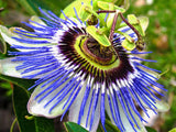 Passiflora caerulea | Blue Hardy Passion Flower | 10_Seeds