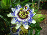 Passiflora caerulea | Blue Hardy Passion Flower | 10_Seeds