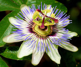 Passiflora caerulea | Blue Hardy Passion Flower | 10_Seeds