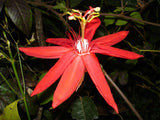 Passiflora coccinea | Red passion flower | 5_Seeds