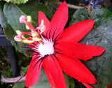 Passiflora coccinea | Red passion flower | 5_Seeds