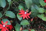 Passiflora coccinea | Red passion flower | 5_Seeds
