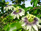 Passiflora edulis | Granadilla | Qarandila | Maracuja | 20_Seeds