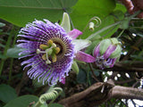Passiflora edulis | Granadilla | Qarandila | Maracuja | 20_Seeds