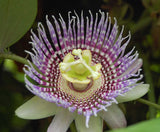 Passiflora edulis | Granadilla | Qarandila | Maracuja | 20_Seeds