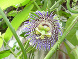Passiflora edulis | Granadilla | Qarandila | Maracuja | 20_Seeds