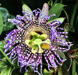 Passiflora edulis | Granadilla | Qarandila | Maracuja | 20_Seeds