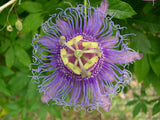 Passiflora incarnata | Apricot Vine | Maypop Purple | 10_Seeds