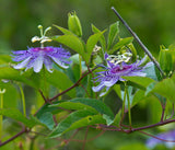 Passiflora incarnata | Apricot Vine | Maypop Purple | 10_Seeds