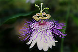 Passiflora incarnata | Apricot Vine | Maypop Purple | 10_Seeds