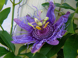 Passiflora incarnata | Apricot Vine | Maypop Purple | 10_Seeds