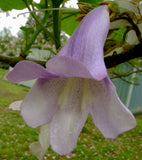 Paulownia tomentosa | Foxglove Empress Tree | Kiri | 100_Seeds