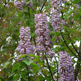 Paulownia tomentosa | Foxglove Empress Tree | Kiri | 100_Seeds