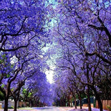 Paulownia tomentosa | Foxglove Empress Tree | Kiri | 100_Seeds