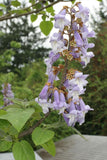 Paulownia tomentosa | Foxglove Empress Tree | Kiri | 100_Seeds