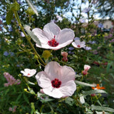 Pavonia hastata | Spearleaf Swampmallow | Pale Texas Rosemallow | 10_Seeds