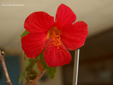 Pavonia missionum | Hibiscus | 10_Seeds