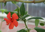 Pavonia missionum | Hibiscus | 10_Seeds