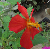Pavonia missionum | Hibiscus | 10_Seeds