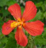 Pavonia missionum | Hibiscus | 10_Seeds