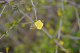 Pavonia praemorsa | Yellow Mallow | 10_Seeds