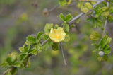 Pavonia praemorsa | Yellow Mallow | 10_Seeds