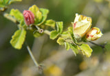 Pavonia praemorsa | Yellow Mallow | 10_Seeds
