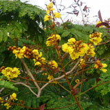 Peltophorum pterocarpum | Copperpod | Golden Yellow Flamboyant | 10_Seeds