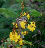 Peltophorum pterocarpum | Copperpod | Golden Yellow Flamboyant | 10_Seeds