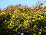 Peltophorum pterocarpum | Copperpod | Golden Yellow Flamboyant | 10_Seeds