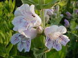 Penstemon cobaea | Showy Beardtongue | 100_Seeds