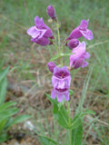 Penstemon cobaea | Showy Beardtongue | 100_Seeds