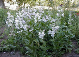 Penstemon cobaea | Showy Beardtongue | 100_Seeds