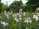Penstemon cobaea | Showy Beardtongue | 100_Seeds
