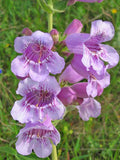 Penstemon cobaea | Showy Beardtongue | 100_Seeds