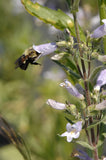 Penstemon pallidus | Pale Beardtongue | 200_Seeds