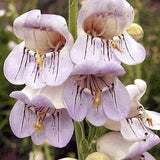Penstemon pallidus | Pale Beardtongue | 200_Seeds