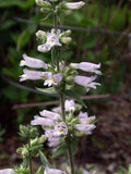 Penstemon pallidus | Pale Beardtongue | 200_Seeds