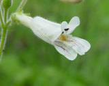 Penstemon pallidus | Pale Beardtongue | 200_Seeds