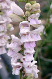 Penstemon pallidus | Pale Beardtongue | 200_Seeds